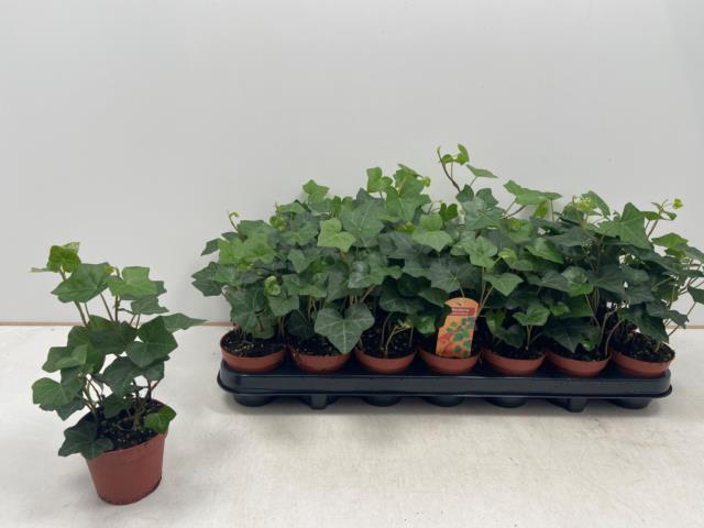 Hedera hibernica 8,5Ø 10cm