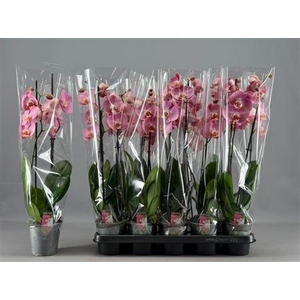 Phal Ov Roze 2 Branche 12+
