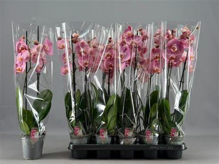 <h4>Phal Ov Roze 2 Branche 12+</h4>