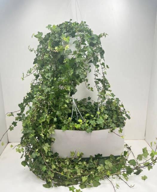 <h4>HED HE PITTSBURGH</h4>