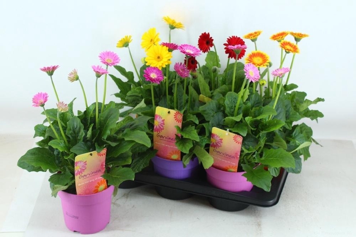 <h4>GERB GARVIN GEM</h4>