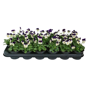 Viola Co Wit Paarse Vlag