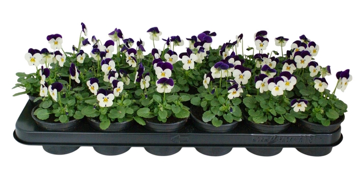 <h4>Viola Co Wit Paarse Vlag</h4>