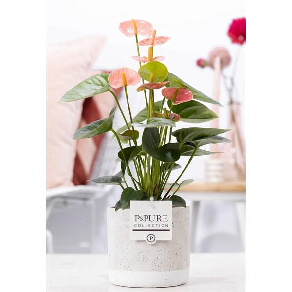 <h4>Anthurium pink (Spirit) in P&PURE Jade 5 ceramics</h4>