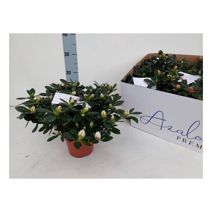 <h4>Azalia mix 13Ø 26cm 28Ø</h4>