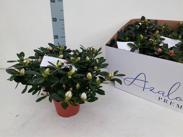 Azalia mix 13Ø 26cm 28Ø
