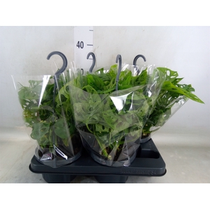 Monstera obliqua 'Monkey Mask'