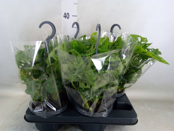 <h4>Monstera obliqua 'Monkey Mask'</h4>