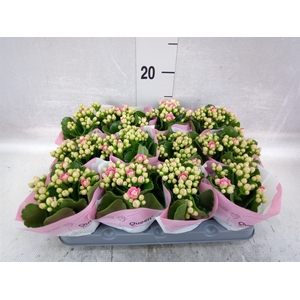 Kalanchoe  'RoseFlow Constance'