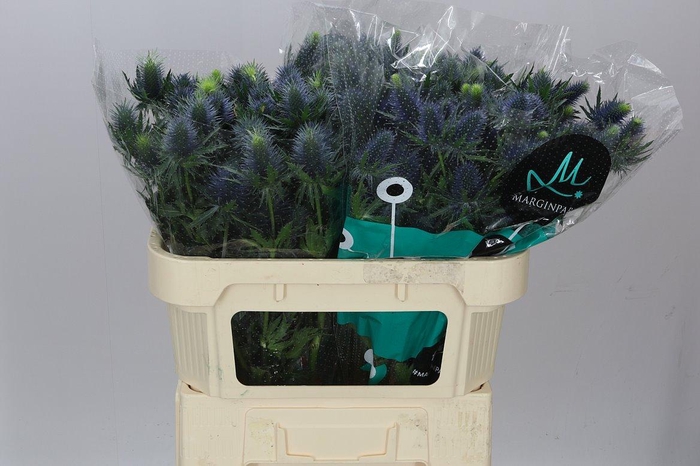 <h4>Eryngium Supernova</h4>