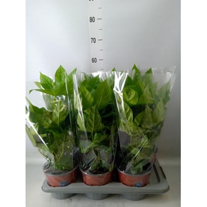 Fatsia japonica   ...