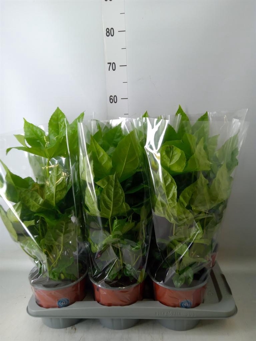 <h4>Fatsia japonica   ...</h4>