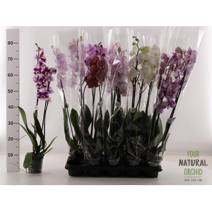 PHAL GEM
