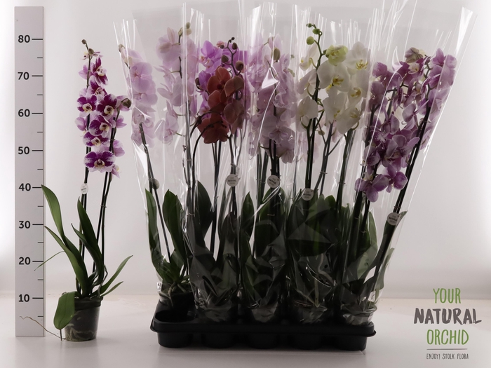 <h4>PHAL GEM</h4>