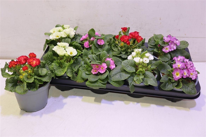 <h4>arr8 Prim Ov Gemengd</h4>