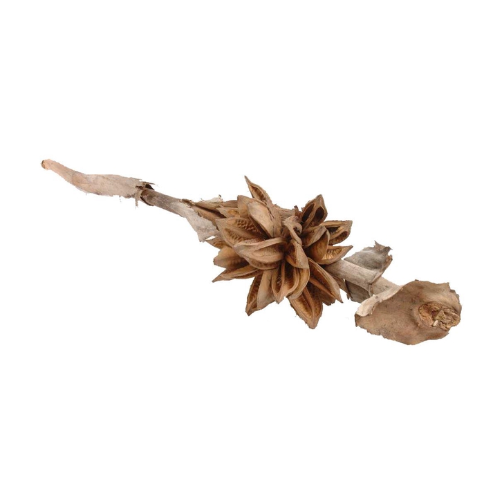 <h4>Branch Sororoca 3/4 Head L120</h4>