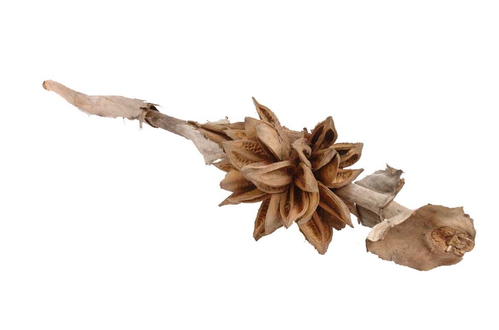 Branch Sororoca 3/4 Head L120