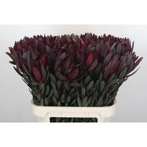 Leucadendron Saf Sunset Dark R.