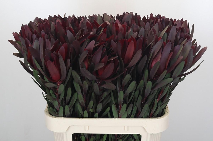 <h4>Leucadendron Saf Sunset Dark R.</h4>