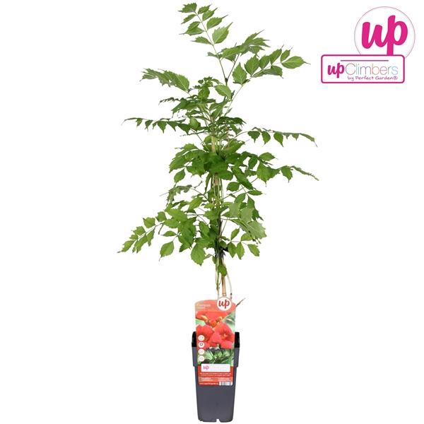 <h4>Campsis Radicans</h4>