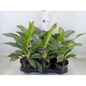 Aglaonema   ...