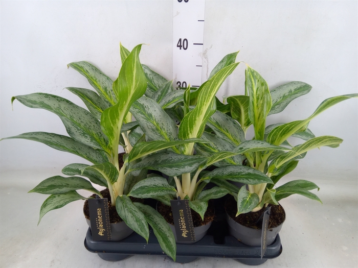<h4>Aglaonema   ...</h4>