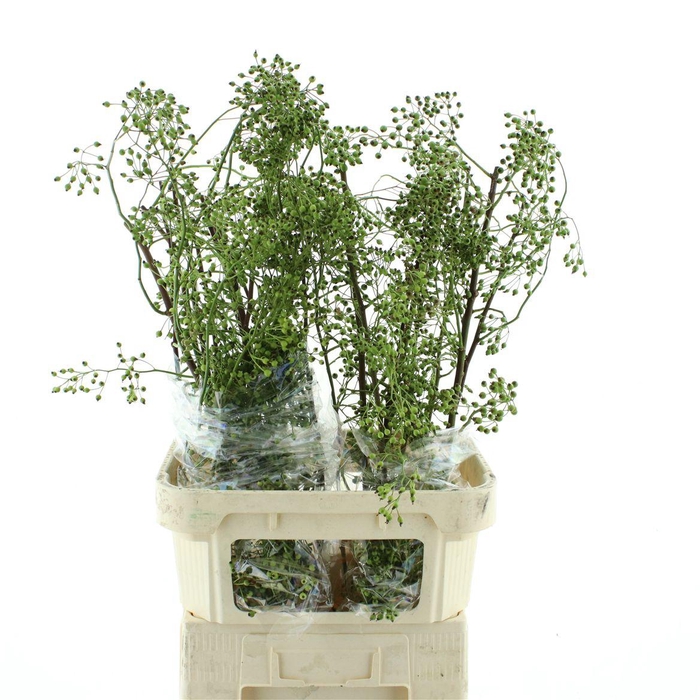 <h4>Rosa Corallo Green</h4>