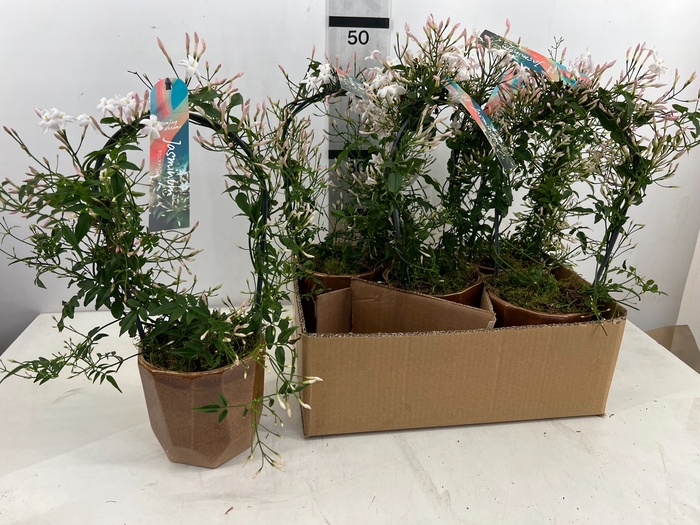 <h4>ARR TUINPLANTEN</h4>