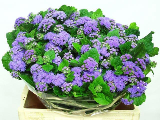 <h4>AGER H BLUE PLANET</h4>