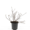 Potentilla Primrose Beauty