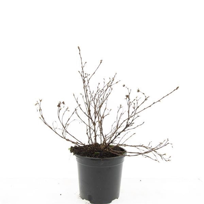 Potentilla Primrose Beauty