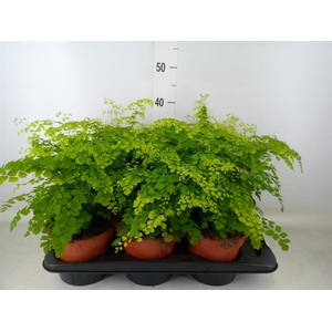 Adiantum raddi. 'Fragrans'