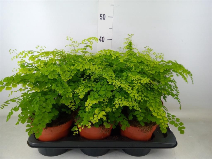 <h4>Adiantum raddi. 'Fragrans'</h4>