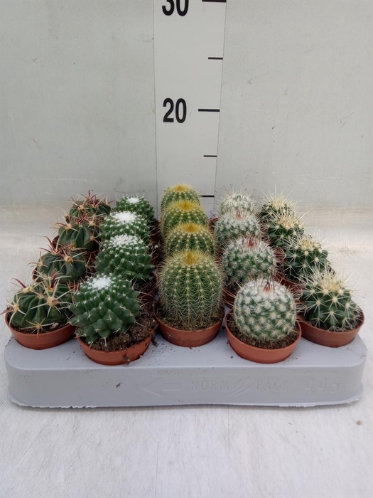 <h4>Cactus   ...mix</h4>