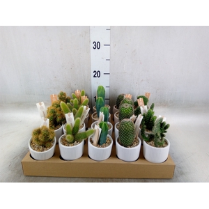 Cactus   ...