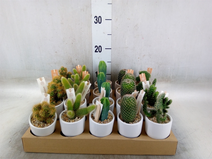 <h4>Cactus   ...</h4>