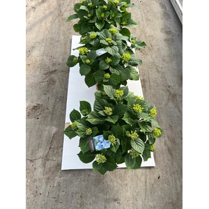 Hydrangea mix 23 cm rijp 2