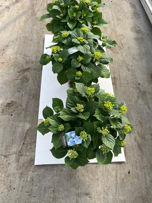 <h4>Hydrangea mix 23 cm rijp 2</h4>