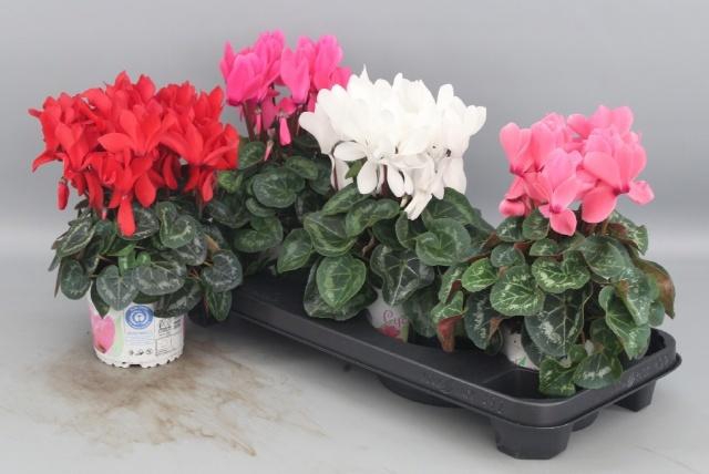 <h4>CYCL GR SUP XL</h4>