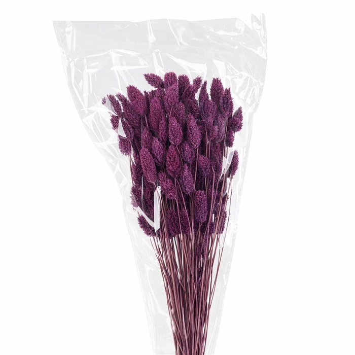 <h4>Dried Phalaris Lila Bunch</h4>
