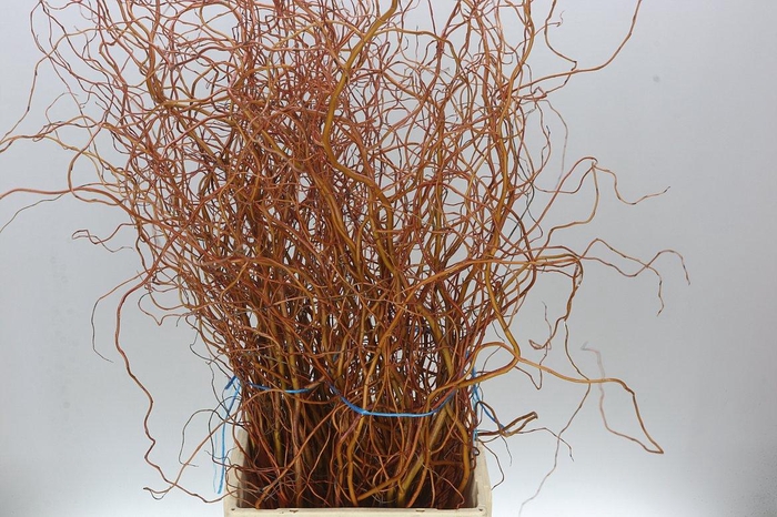 <h4>Salix Bunches</h4>