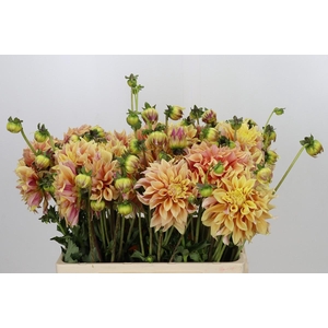 Dahlia Tyrel