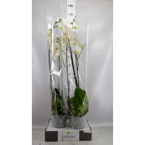 Phalaenopsis   ...white