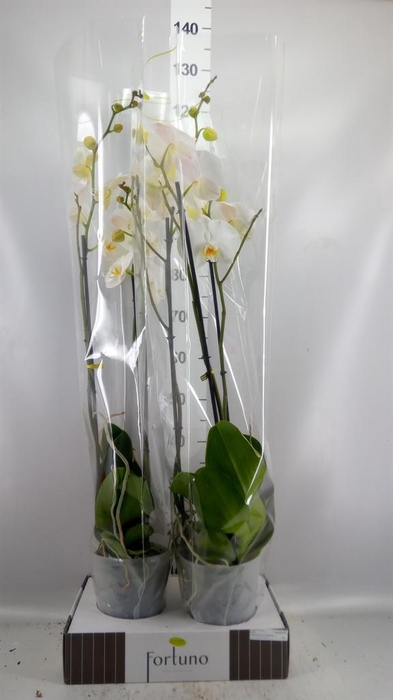 <h4>Phalaenopsis   ...white</h4>