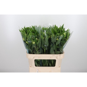 Alstroemeria White Swan 90 Gram