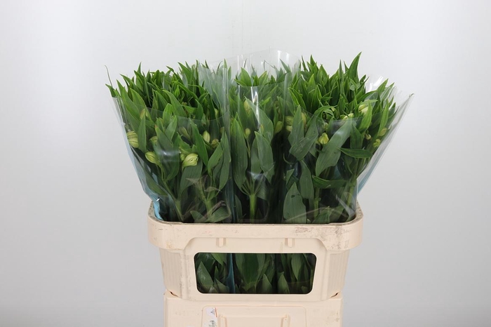 <h4>Alstroemeria White Swan 90 Gram</h4>