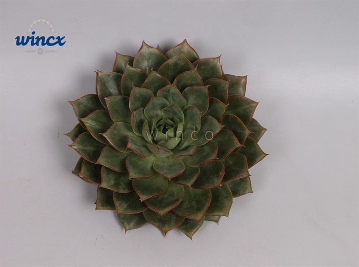 Echeveria Parva Cutflower Wincx-8cm