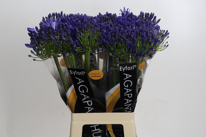 <h4>Agapanthus Eyfori Blue</h4>