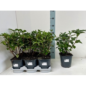 HYDR PANICULATA
