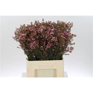 Chamelauc Sarahs Delight